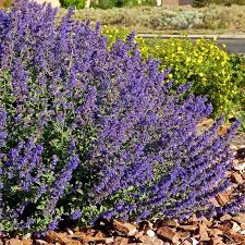 Nepeta racemosa (persian or dwarf catmint): Nepeta Walker S Deep Blue High Country Gardens