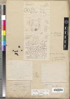 Image result for Dasylepis racemosa