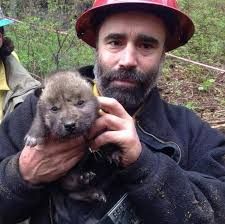 What happened to the wolf?