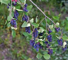Image result for Amelanchier alnifolia