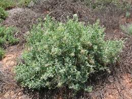 Image result for Rhagodia