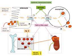 Pathogenesis And Treatment Of Anemia In Inflammatory Bowel Disease Haematologica