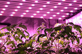 Led grow light (to grow tomatoes indoors would require a suitable artificial light source with temperatures at 75 to 80°f and a plant variety that types of tomatoes to plant. How To Grow Tomatoes Indoors With Lights Real Foods