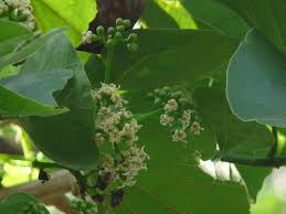 Image result for Cordia dichotoma