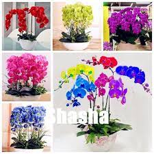 Sales 100 Pcs Bag Orchid Flower Bonsai Butterfly Phalaenopsis Orchid Potted Flower Perennial Garden Plant For Phalaenopsis Orchid Perennial Garden Orchid Pot