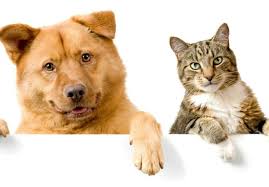 Nereden Kedi Ve Kopek Alabilirim Ozel Haberleri