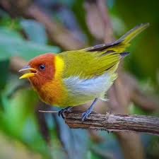 Birds Of A Feather Song Rio Hemithraupis Ruficapilla Rufous Headed Tanager Saira Ferrugem Rio De Janeiro Rj Brazil Horse Pictures Beautiful Birds Rio De Janeiro