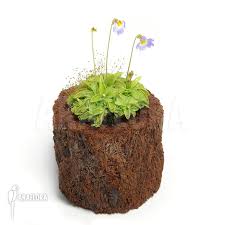 We did not find results for: Araflora Exotic Flora More Butterworth Pinguicula Primuliflora