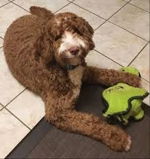 All puppies are up to date on all vaccinations and de worming. Labradoodle And Bernedoodle Parents