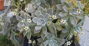 When the plant matures you can expect it to reach up to around 30 cm (12″) tall and about 10 cm (4″) in diameter. Graptopetalum Paraguayense Ghost Plant World Of Succulents