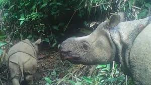 Rhino supports both 3d digitizing hardware and 3d scanned point cloud data. Two Endangered Javan Rhino Calves Spotted In Indonesia S Ujung Kulon Park Al Arabiya English