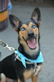 pin na doske marvelous animals heterochromia