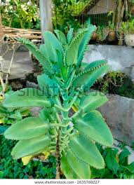 Image result for Kalanchoe pinnata