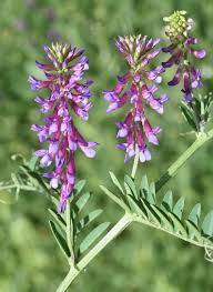 Image result for Vicia villosa