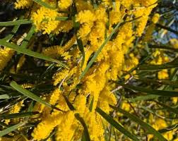 Image result for Dictyophleba