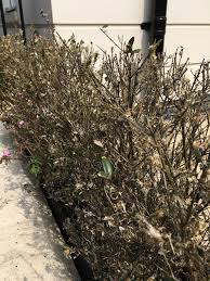 Image result for caterpillar box tree moth inside buxus plant