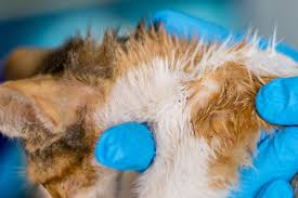 Image result for Feline Miliary Dermatitis