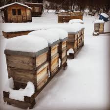 Denkst du schon im sommer mit schrecken an die kurzen tage, wenn sich das grau des himmels in deiner stimmung verankert? Bienen Im Winter