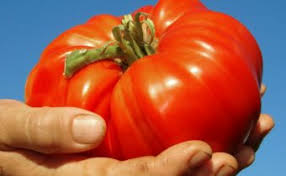 Grosse tomate en forme de coeur, à la chair dense et parfumée, légèrement sucrée même. Varietes De Geantes De La Tomate Pour La Russie Centrale Avec Photo Et Description