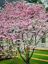 White flowering dogwood is a medium growing flowering tree. Buy Dogwood Trees Dogwood Trees For Sale The Tree Center