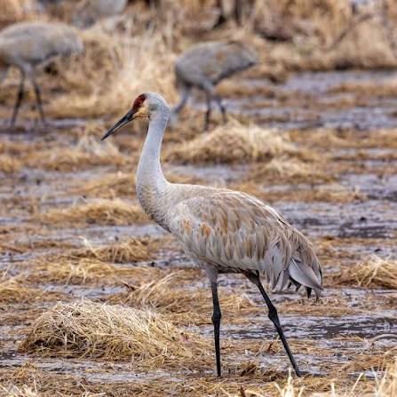 Get ready for one of nature's coolest fly-ins! 🐦✨ The sandhill cranes are  making their seasonal stop along the South Shore, and it's a sight you  don't want to miss. With their