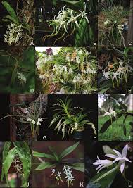 Image result for Cyrtorchis arcuata