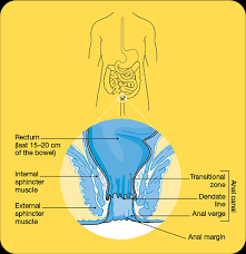 If you buy through links on this page, we may earn a small. Anal Cancer Cancer Council Nsw