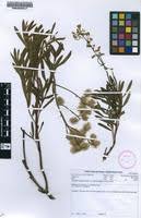 Image result for Triumfetta welwitschii