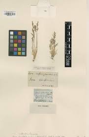 Image result for Aristida stenostachya