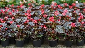 Image result for Begonia