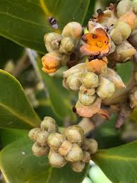 Image result for Avicennia marina