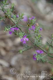 Image result for Wurmbea angustifolia