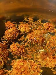 Check spelling or type a new query. Back In Stock Organically Grown Marigold Flowers Botanical Colors
