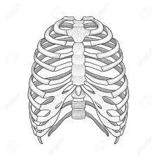 I always like to start my drawings with the biggest shapes first. Illustration Of Human Rib Cage Line Art Style Boho Vector Realistic Royalty Free Cliparts Vectors And Stock Illustration Image 70774554
