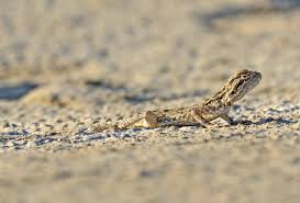 Image result for Ceratotheca integribracteata