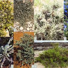 Image result for Salsola rabieana
