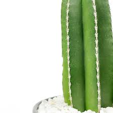 Image result for Stenostelma capense