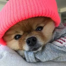 Pin By Oflu On Jiff Boo Cute Baby Animals Cute Animals Cute Little Animals