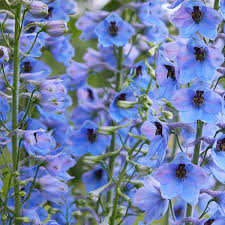 Daffodils should be given as a symbol of. July Birth Flowers Meaning Delphinium Water Lily