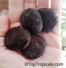 Image result for Telfairia occidentalis