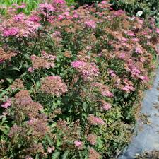 Image result for Spiraea x bumalda ´Crispa