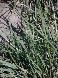 Image result for Lolium