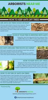 While there might be several ways to get rid of the ants without harming your pets, these are some of the most proven methods we have found. Best Tips On How To Keep Ants Off Trees