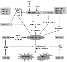 Micrornas And Cancer Key Paradigms In Molecular Therapy Review