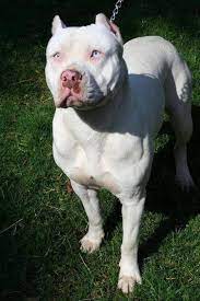Pitbull Pitbull Puppies White Pitbull Puppies White Pitbull