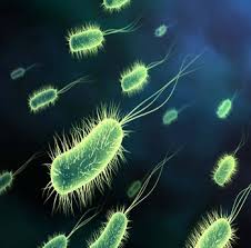 Resultado de imagen para hongos y bacterias