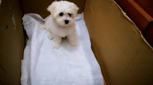 Maltese Terrier Cis Egitimi Yavru Kopek Leydi Youtube