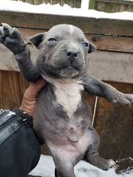 Enter your email address to receive alerts when we have new listings available for xl american bully puppies for sale. 55 Xl American Bully Puppies For Sale L2sanpiero