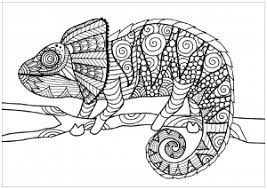 This is the appropriate chameleon coloring sheet for your kid to start with. Chameleons And Lizards Coloring Pages For Adults