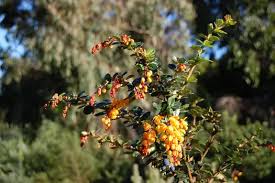 Image result for Berberis darwinii